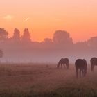 Pferde im Morgennebel