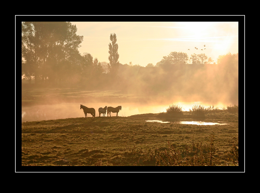 Pferde im Morgennebel