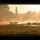 Pferde im Morgennebel