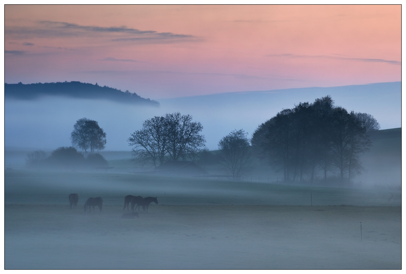 Pferde im Morgennebel