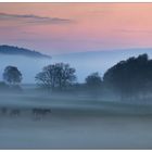 Pferde im Morgennebel