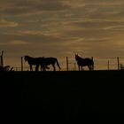 Pferde im Morgenrot