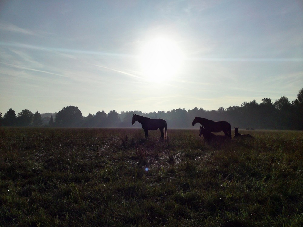 Pferde im Morgentau