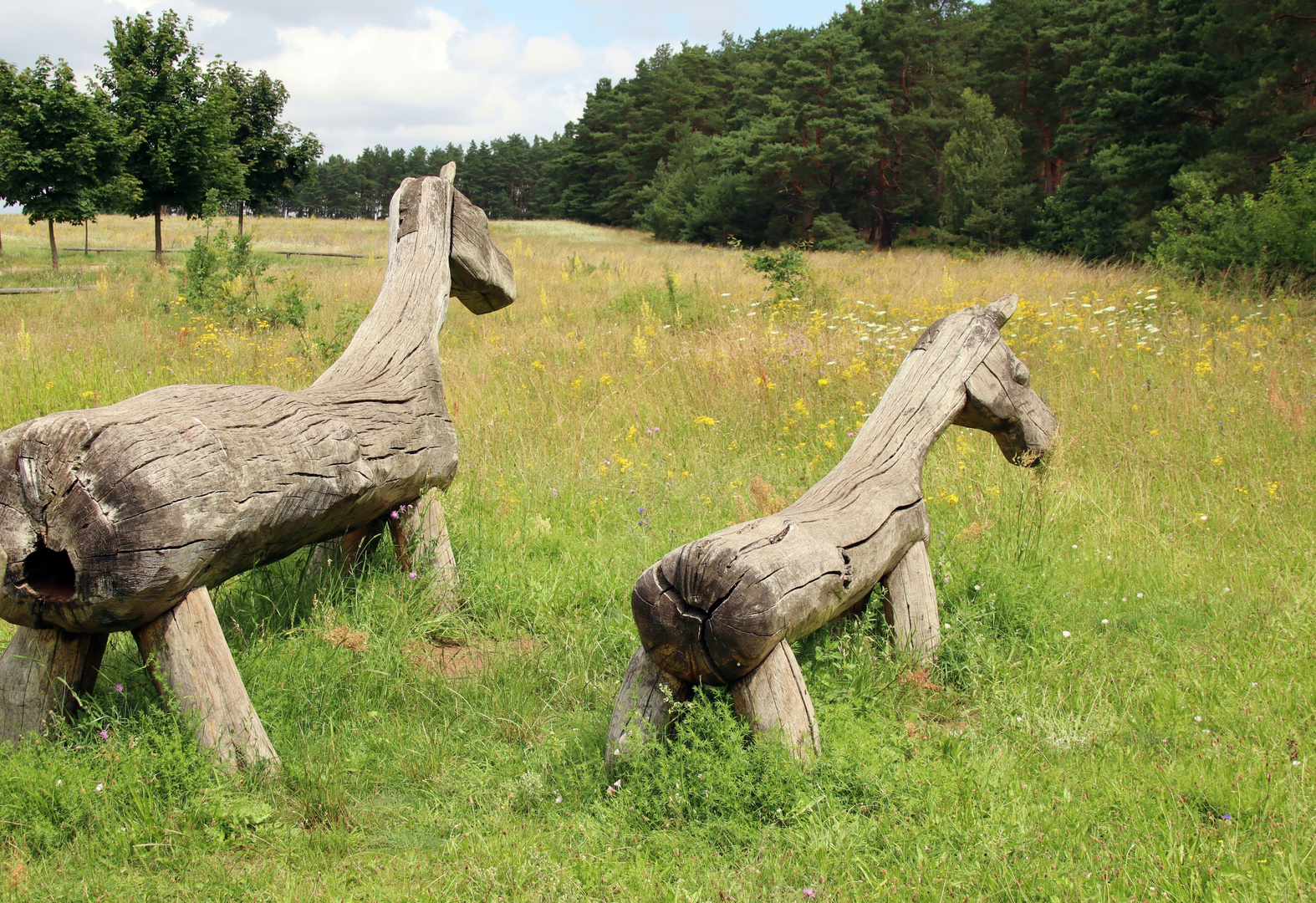 Pferde im Müritz Nationalpark