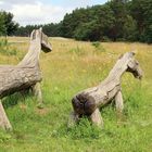 Pferde im Müritz Nationalpark