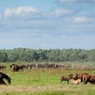 Pferde im Nationalpark Warthemündung