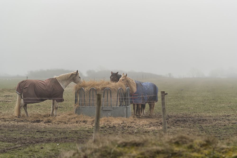 Pferde Im Nebel