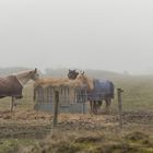 Pferde Im Nebel