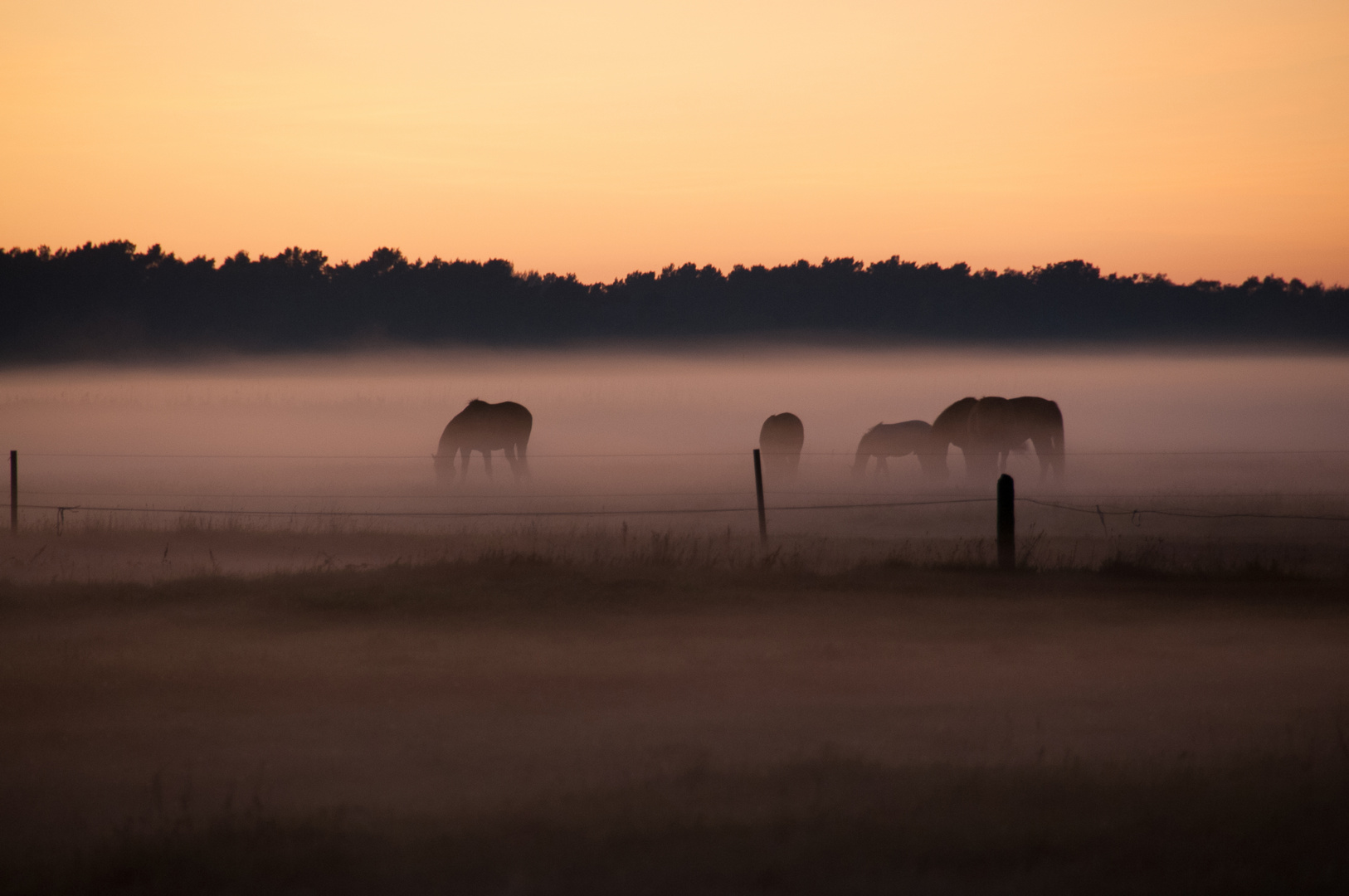 Pferde im Nebel