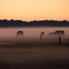 Pferde im Nebel