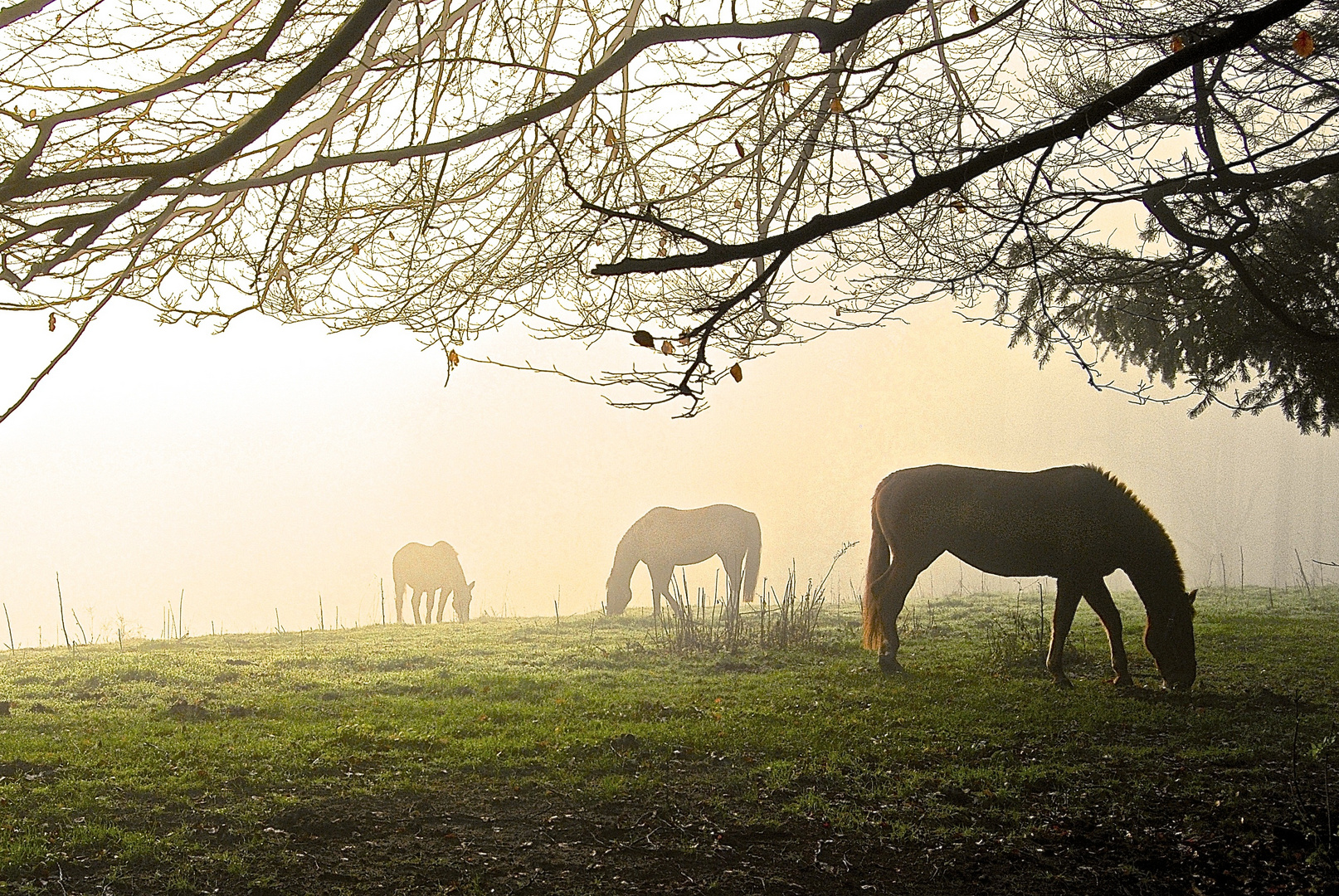 Pferde im Nebel