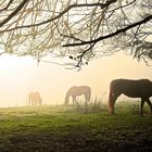 Pferde im Nebel