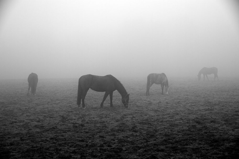 Pferde im Nebel