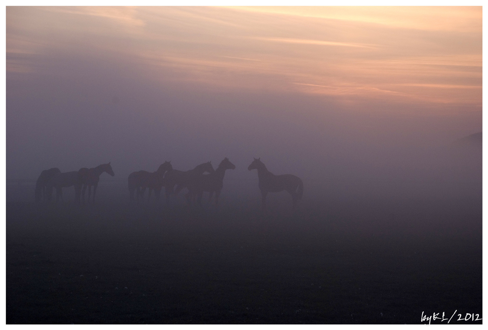 Pferde im Nebel 2