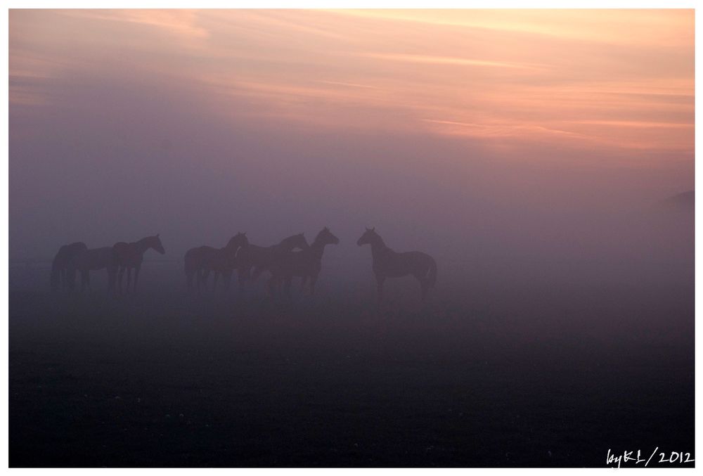 Pferde im Nebel 2