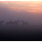 Pferde im Nebel 2