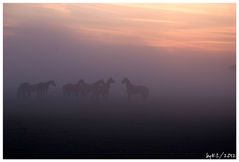 Pferde im Nebel 2