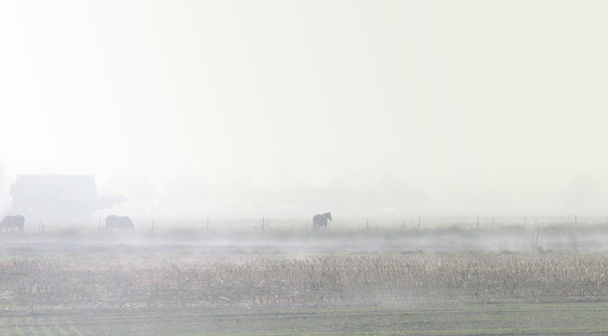 Pferde im Nebel