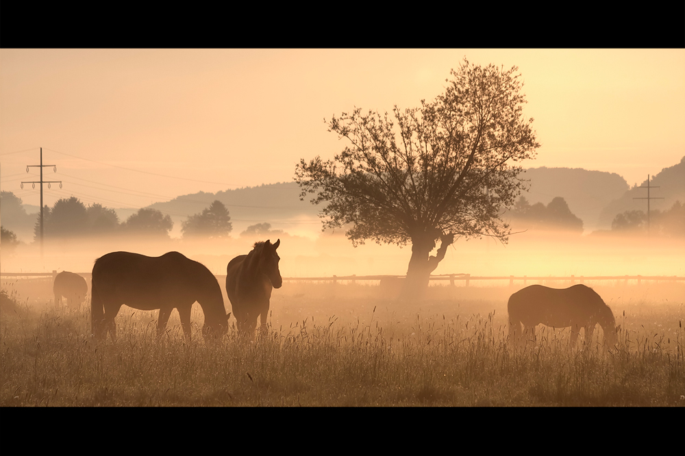 Pferde im Nebel