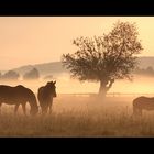 Pferde im Nebel