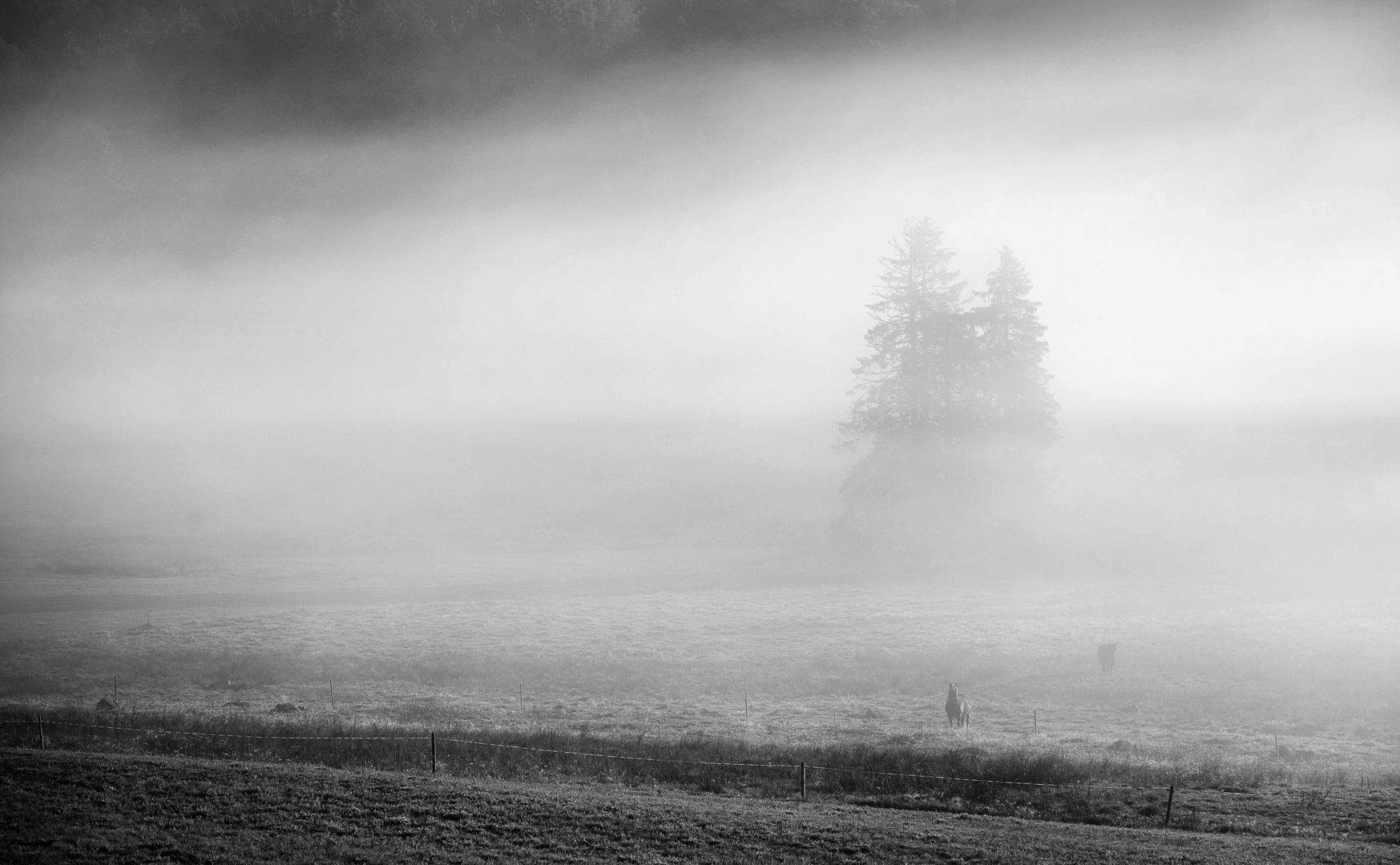 Pferde im Nebel