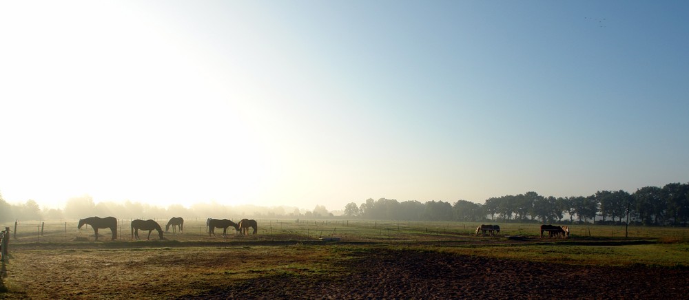 Pferde im Nebel