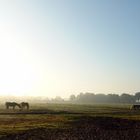 Pferde im Nebel