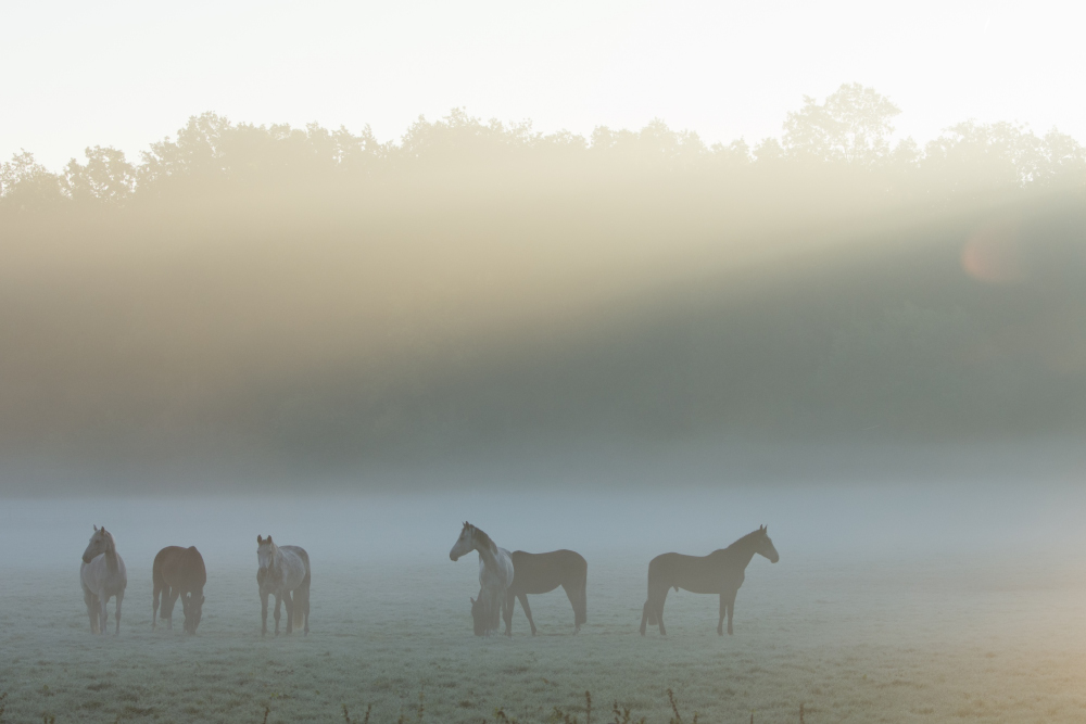 Pferde im Nebel