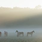 Pferde im Nebel