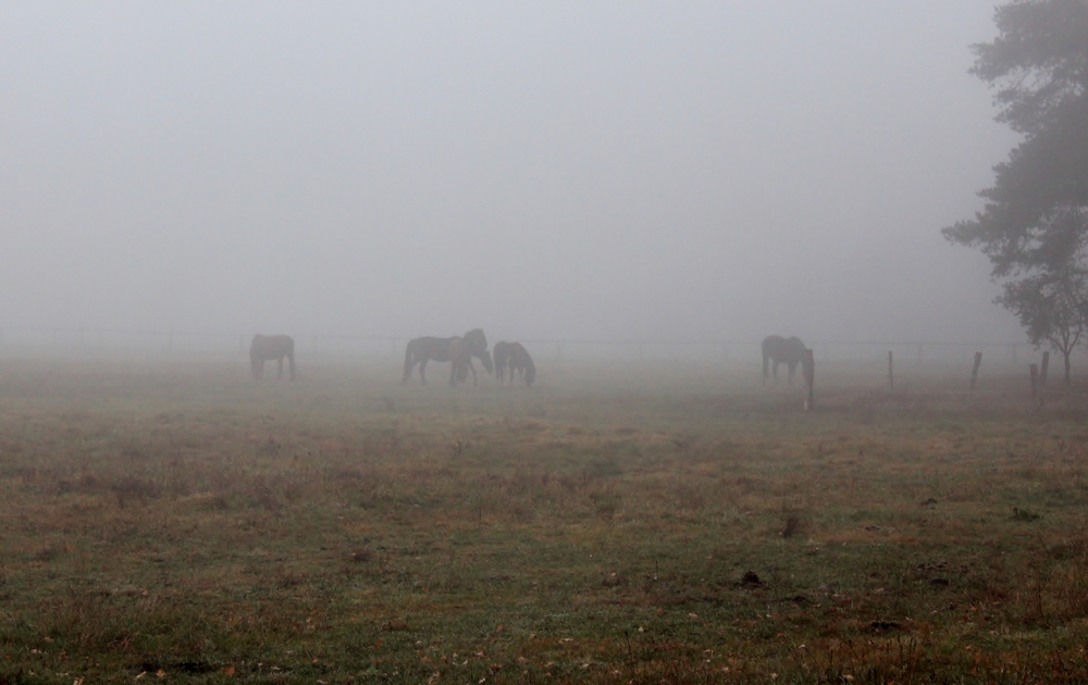 Pferde im Nebel