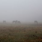 Pferde im Nebel