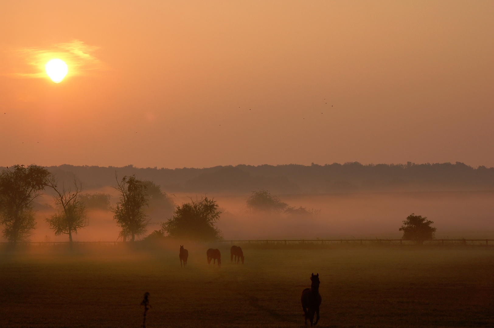 Pferde im Nebel ...