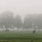 Pferde im Nebel