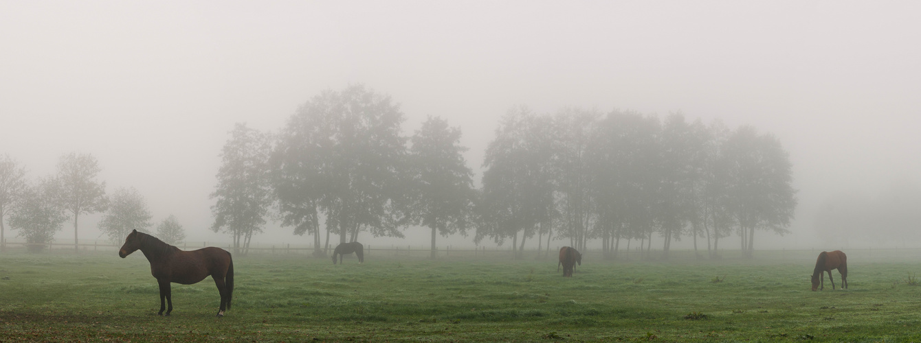 Pferde im Nebel