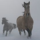 Pferde im Nebel