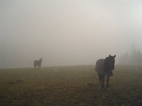 Pferde im Nebel