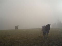 Pferde im Nebel