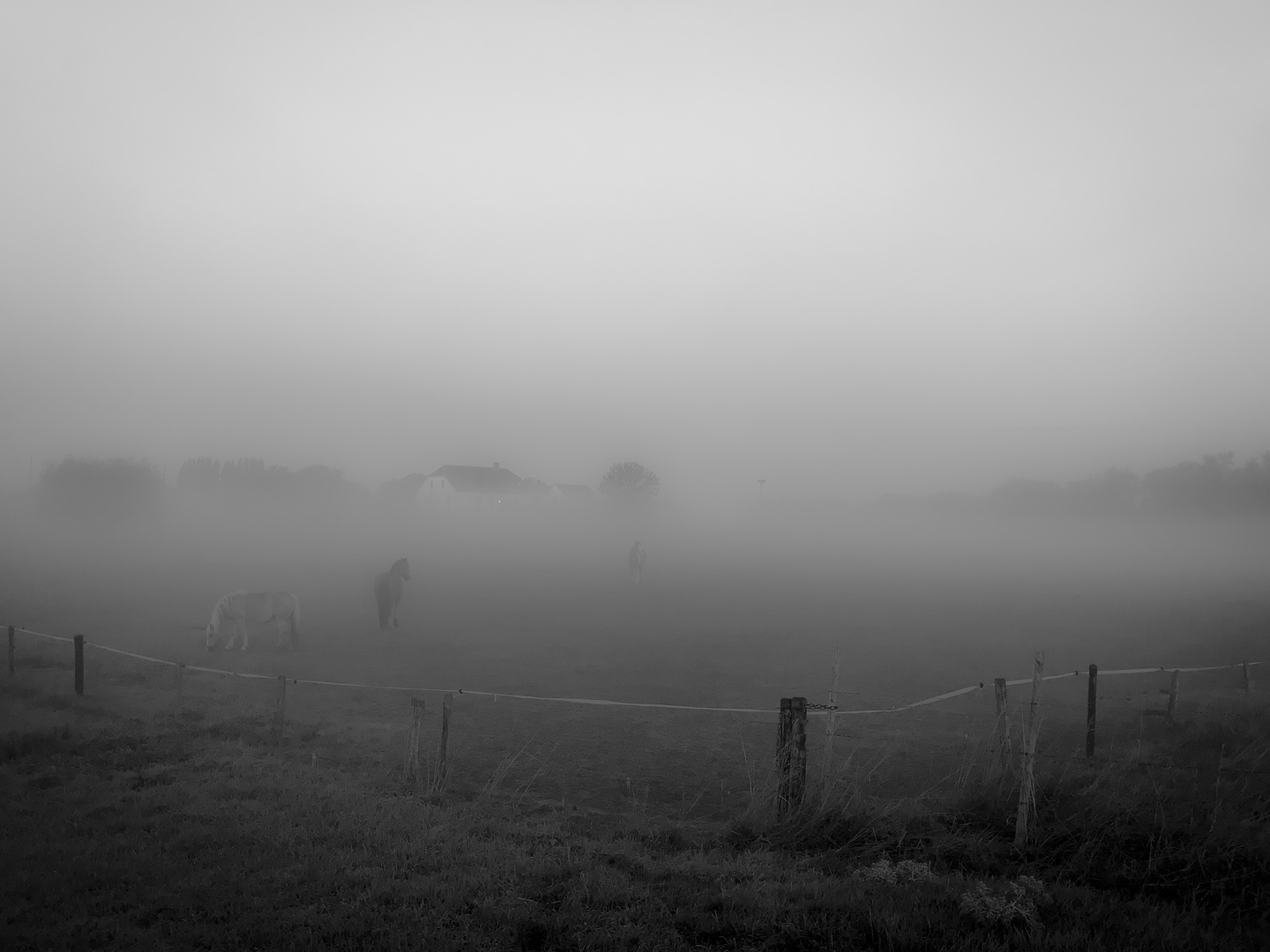 Pferde im Nebel