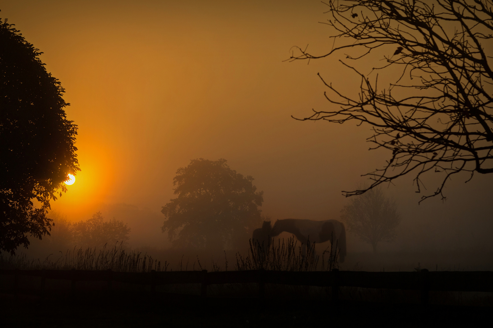 Pferde im Nebel 