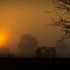 Pferde im Nebel 