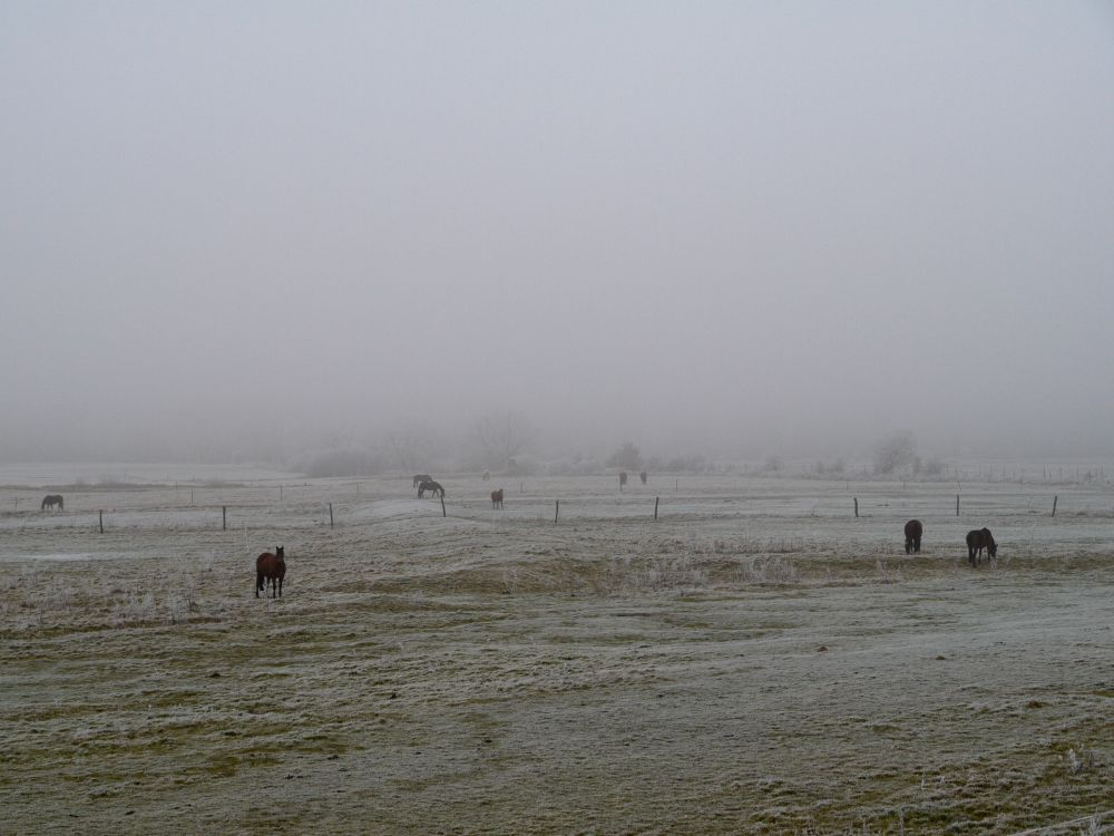 Pferde im Nebel