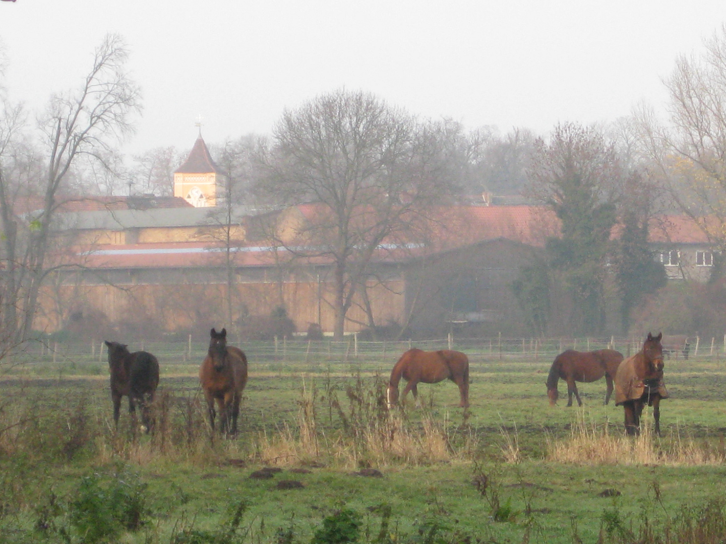 Pferde im Nebel