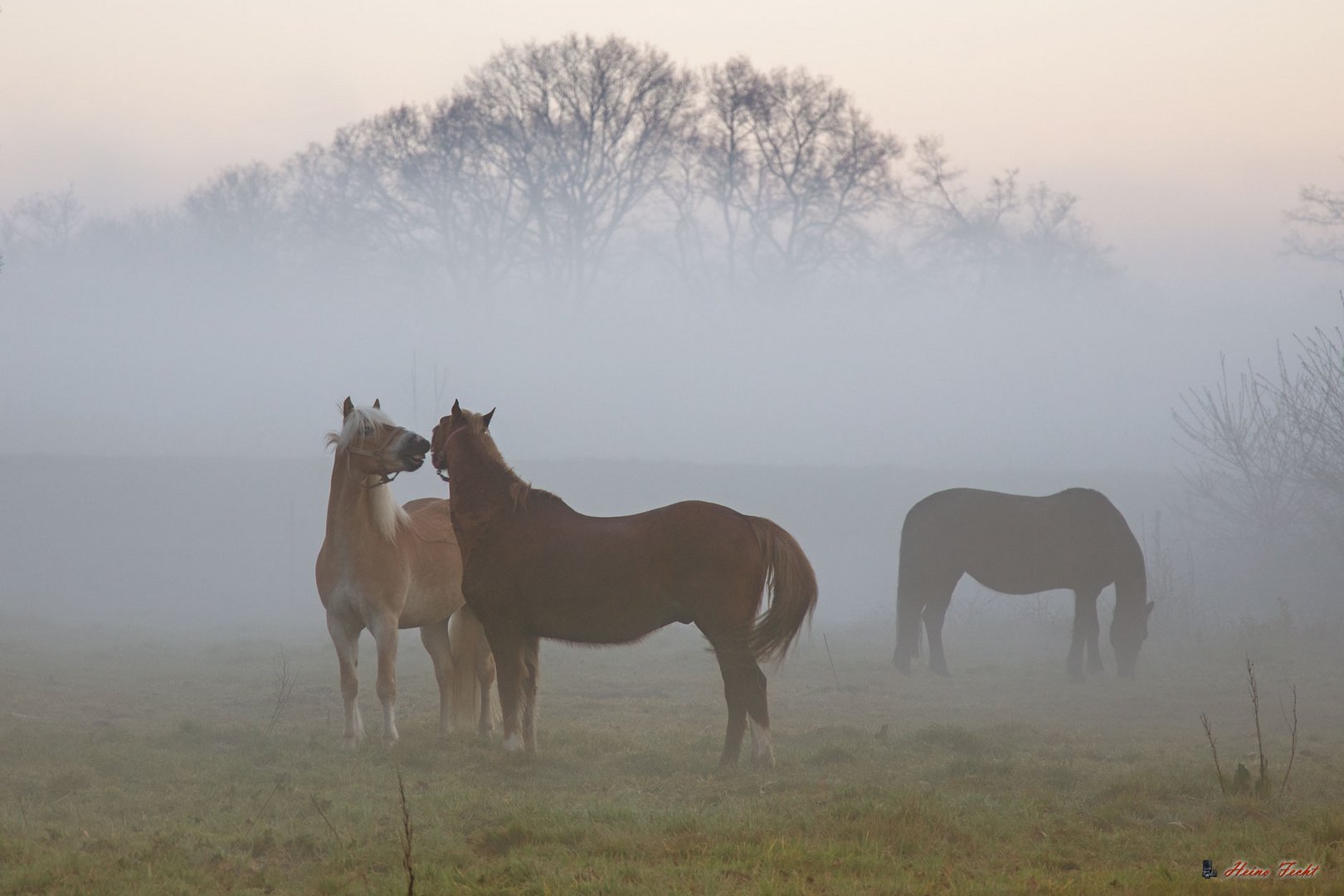 Pferde im Nebel 