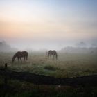 * Pferde im Nebel *