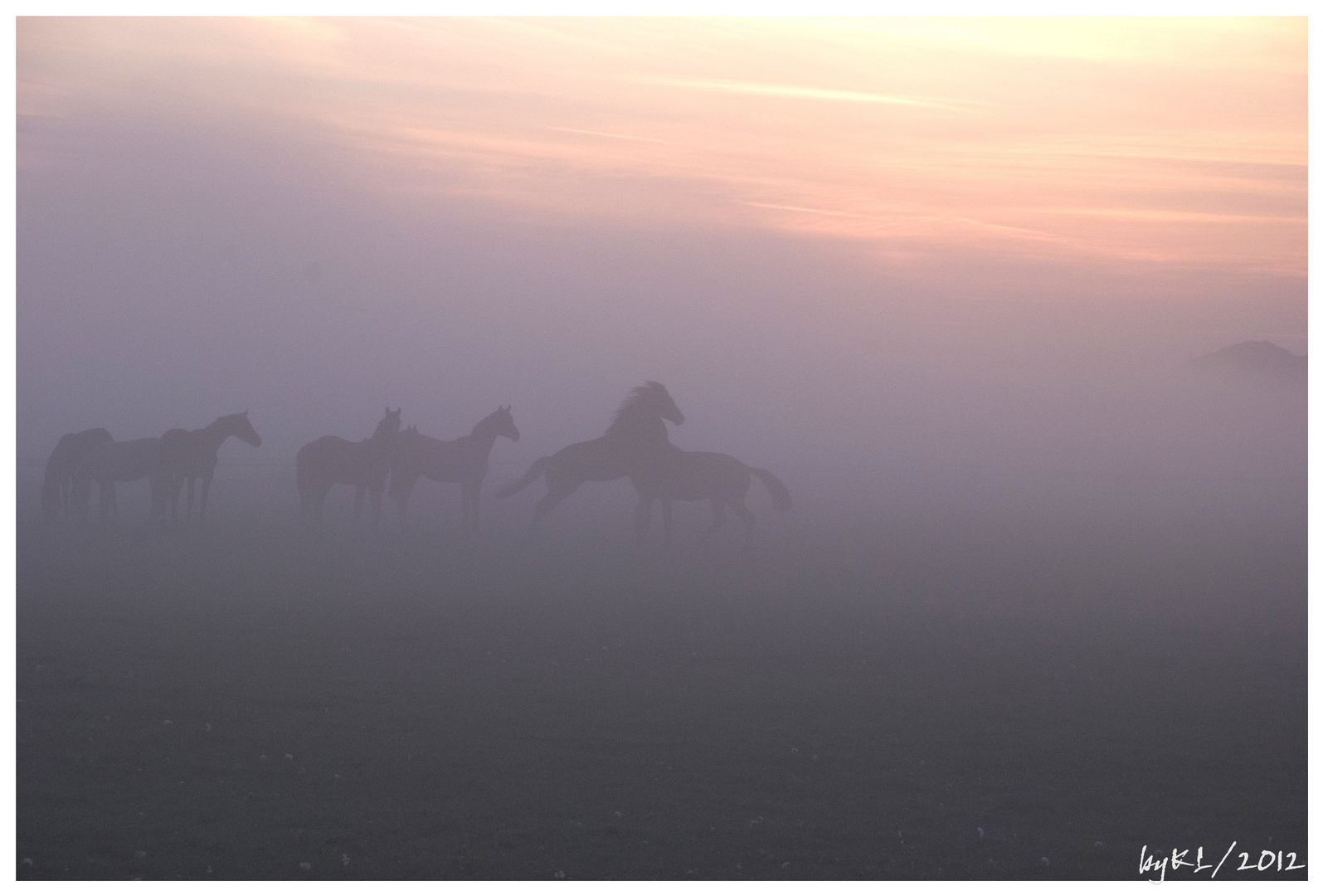 Pferde im Nebel