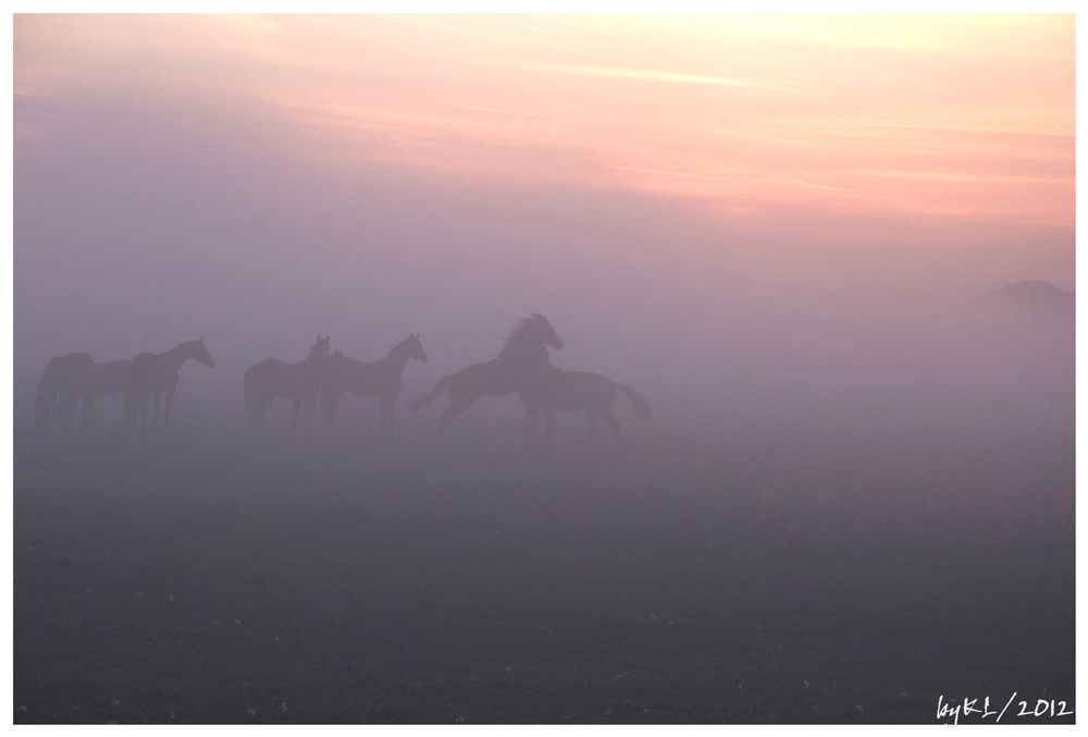 Pferde im Nebel