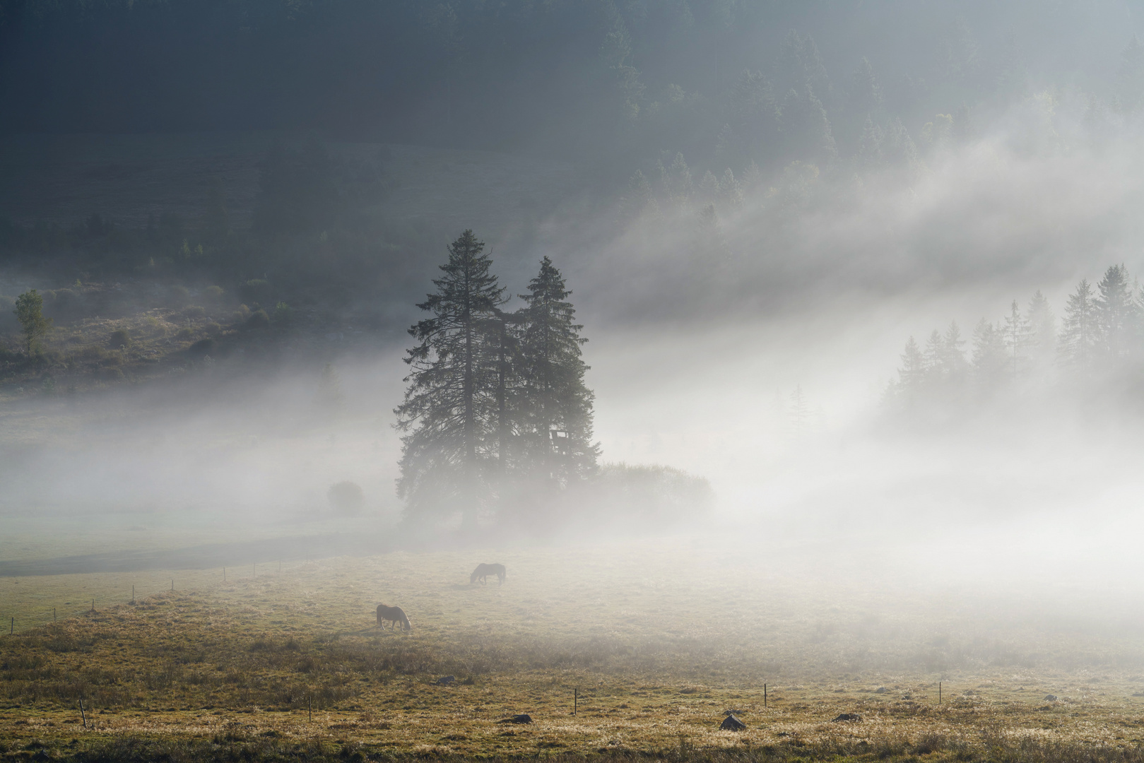 Pferde im Nebel