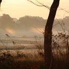 pferde im nebel