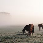 Pferde im Nebel