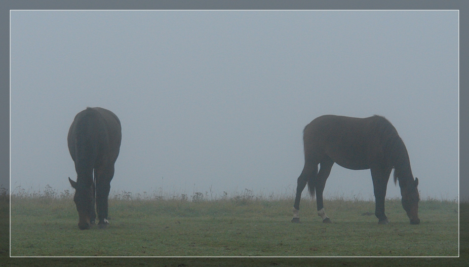 Pferde im Nebel